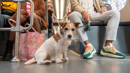 Reiziger met hond in tram HTM reiziger met hond in HTM tram