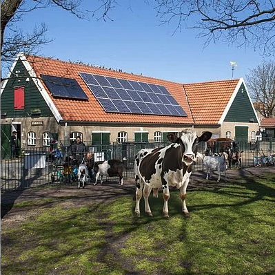 Koeien op een boerderij